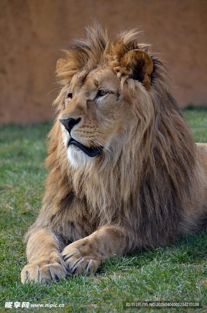 雄狮休憩于翠绿草地