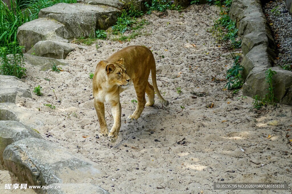 小路上行走的野生山猫