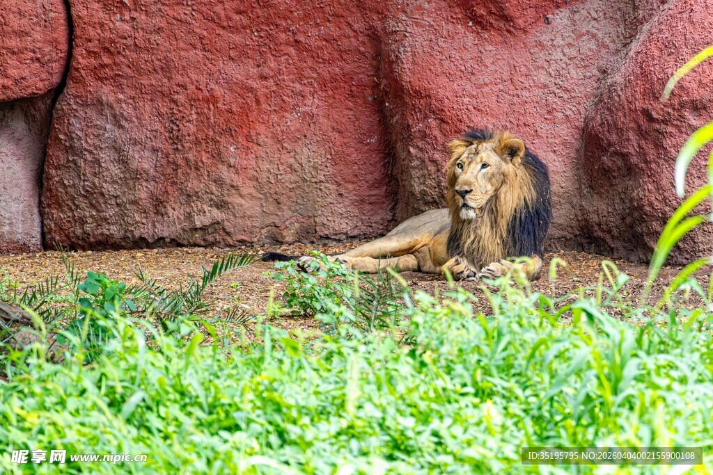 草地上休憩的雄狮