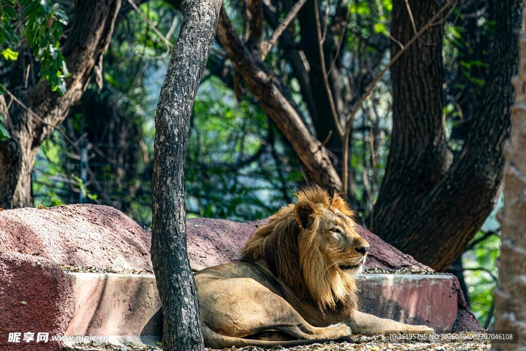 休憩的雄狮