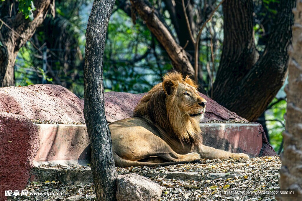 休憩的雄狮