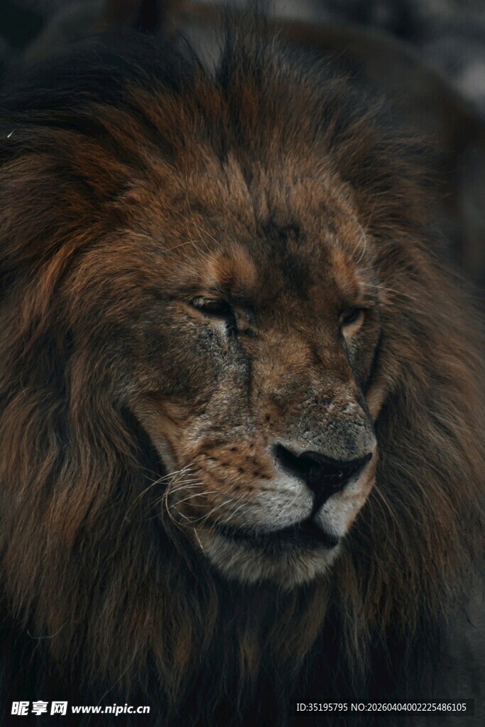 雄狮特写