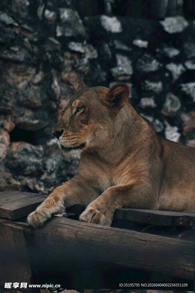 卧于木旁的威严母狮