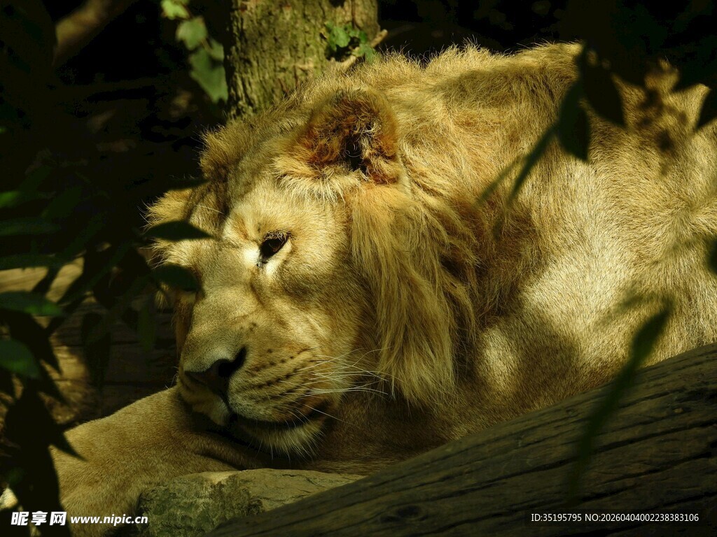 雄狮于林间休憩