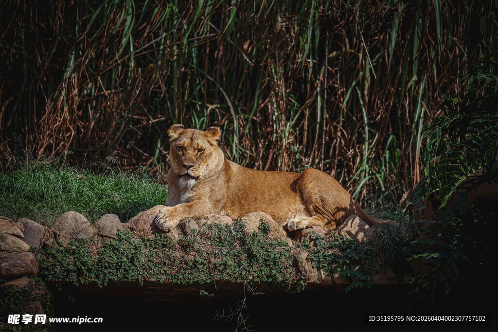 河畔休憩的雄狮