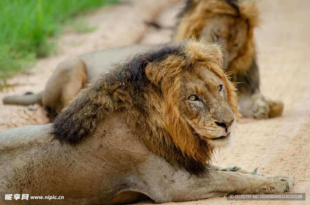 草原上休憩的两头雄狮