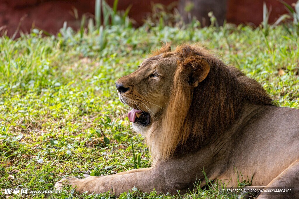 草原雄狮休憩