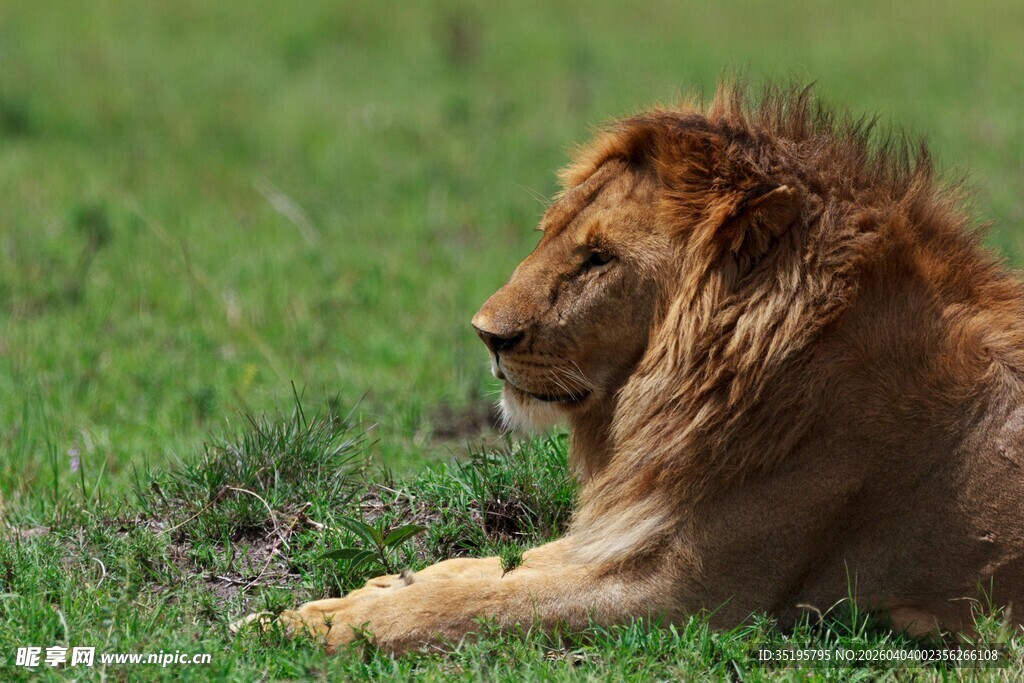 草原上休憩的雄狮