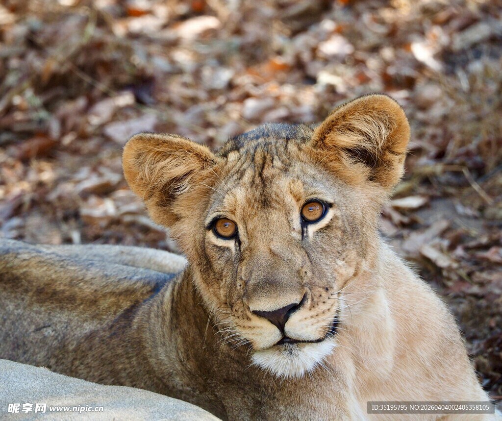 休憩中的幼年狮子