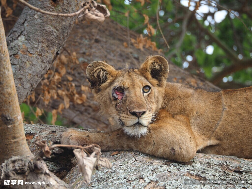 卧于岩石的幼年狮子