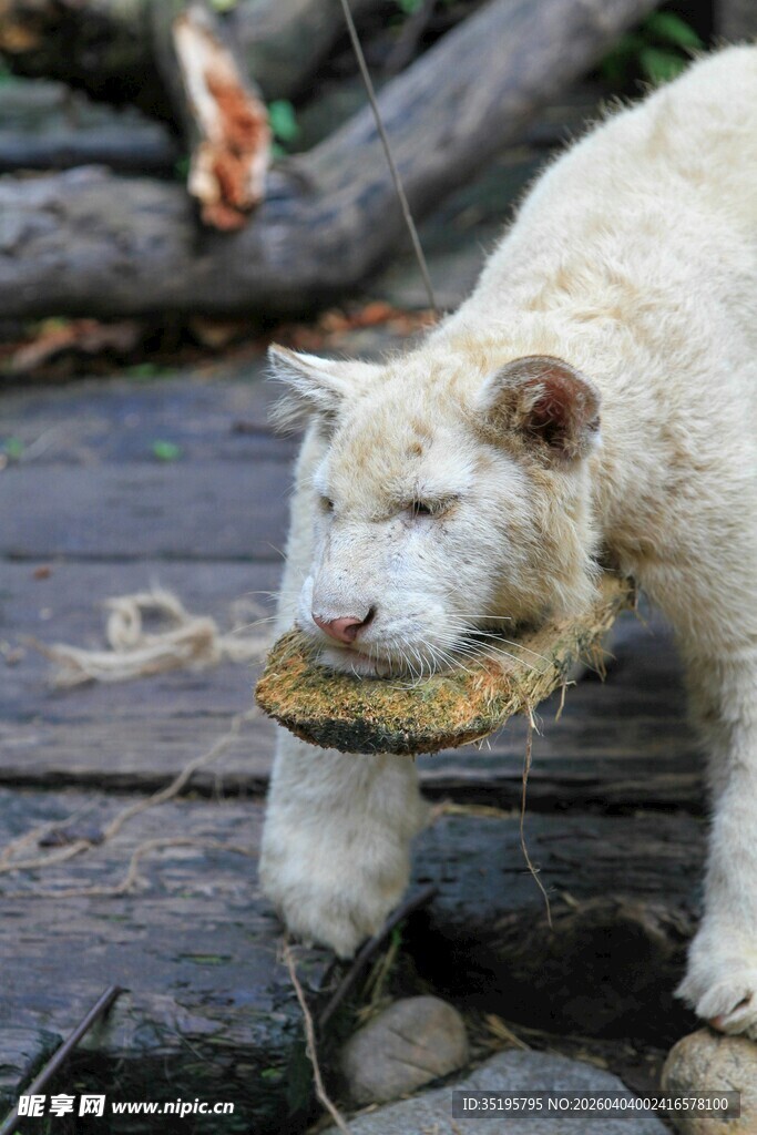 白狐叼物行走于木栈道
