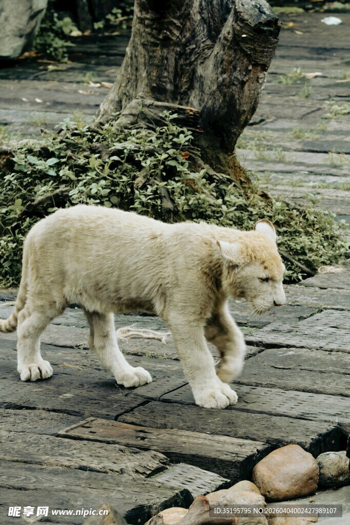 可爱小狮子在木栈道行走