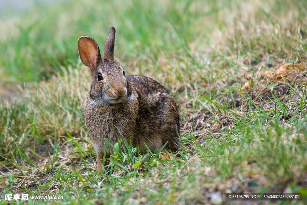 草地上的可爱野兔