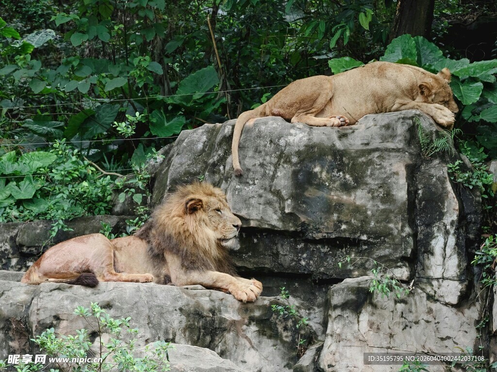 岩石上休憩的两头雄狮