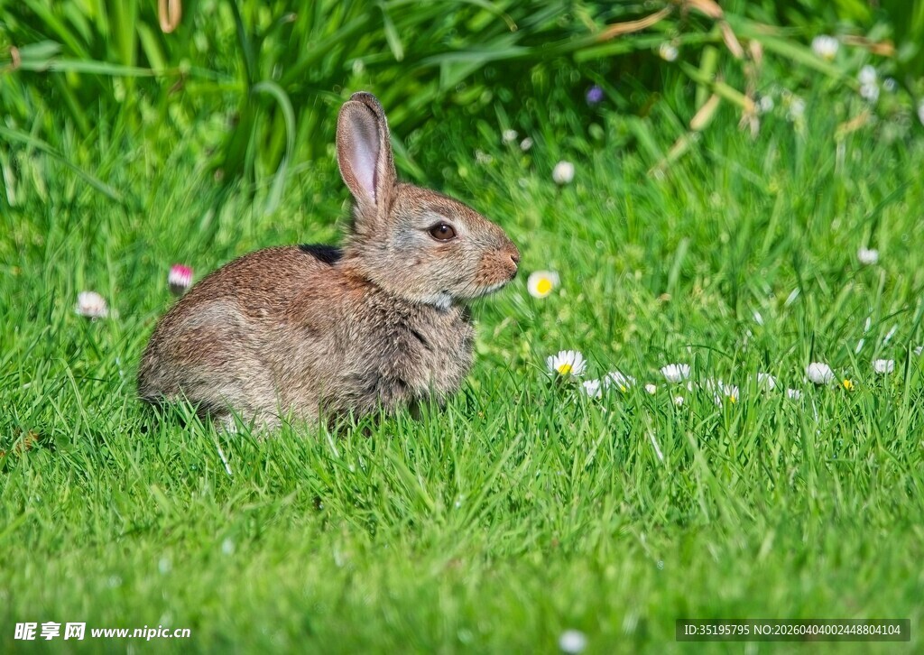 草地上的可爱小灰兔