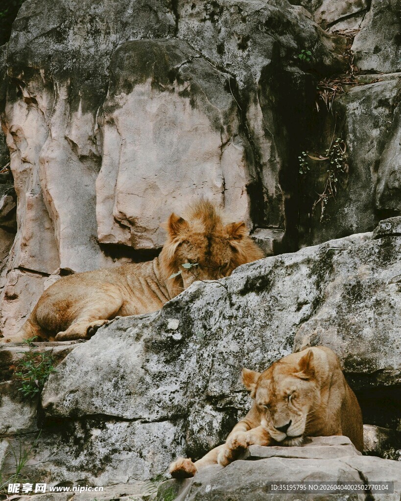 岩石上休憩的几只狮子
