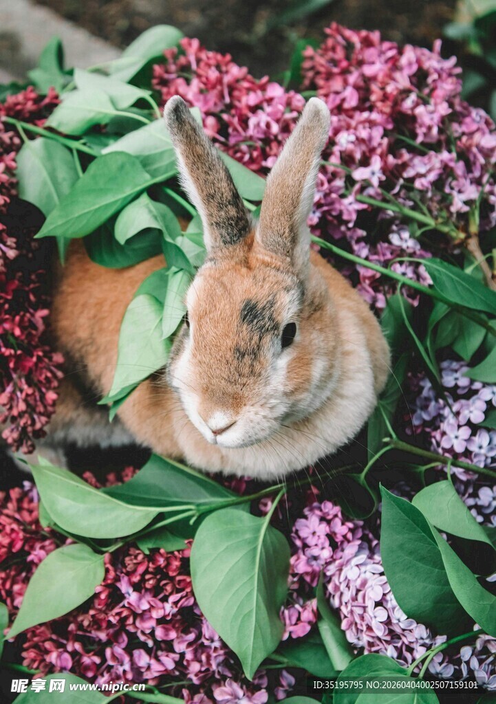 花丛中的可爱兔子