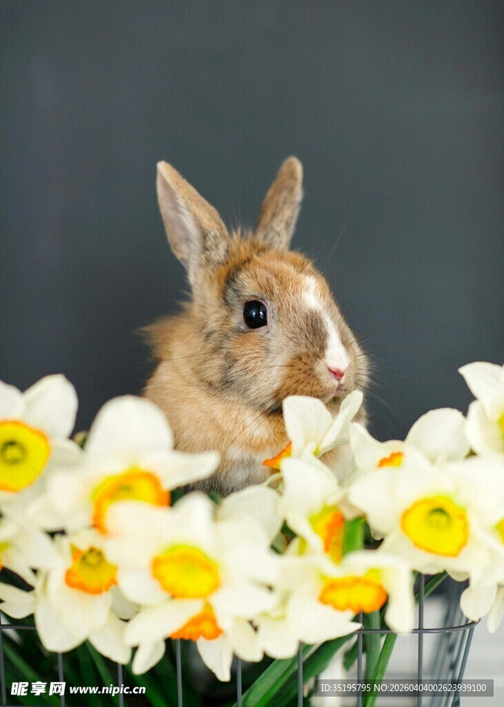 兔子依偎在水仙花丛中