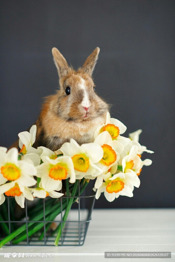 兔子伴水仙春日好景致