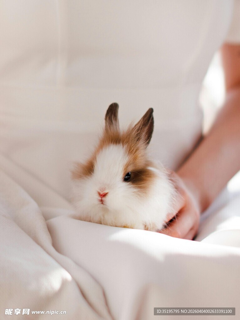 手托萌兔尽显温馨时刻