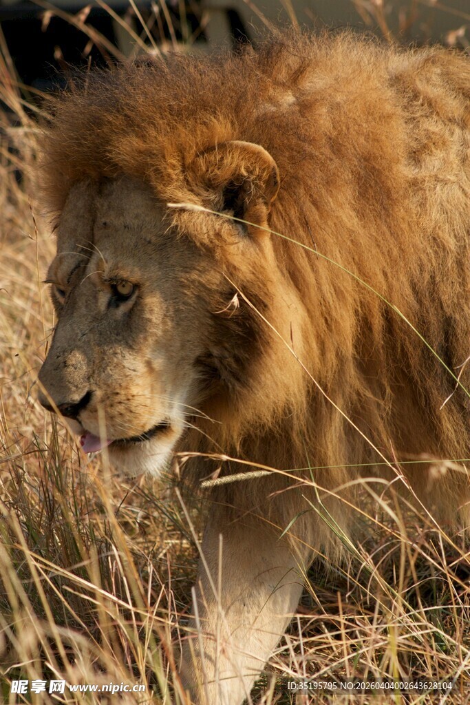 草原雄狮漫步