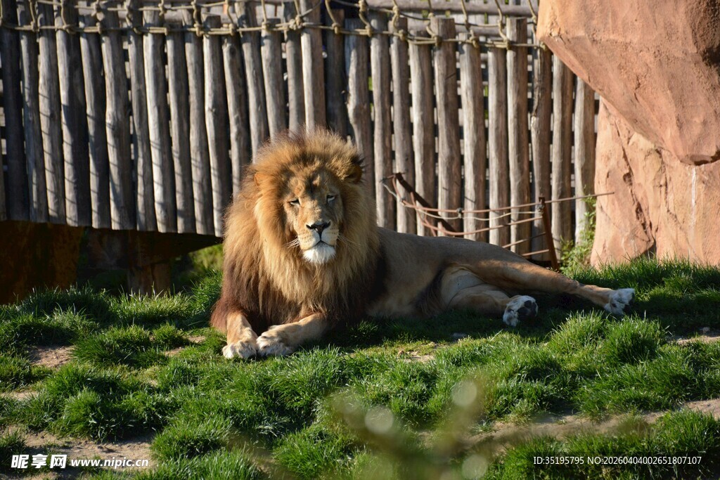 草原上休憩的雄狮