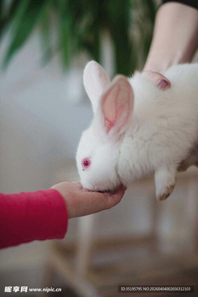 手抚可爱白兔