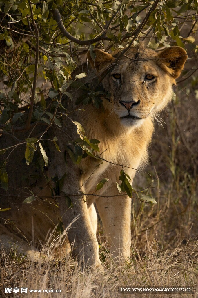 草丛中的警觉小狮子