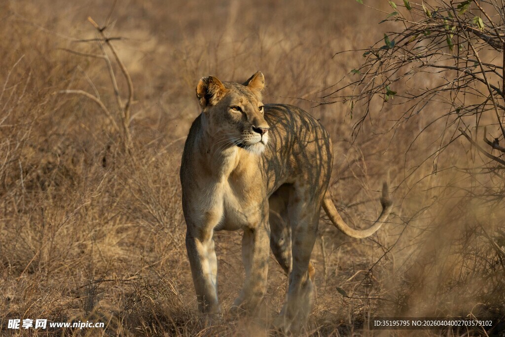 草原上的两只狮子