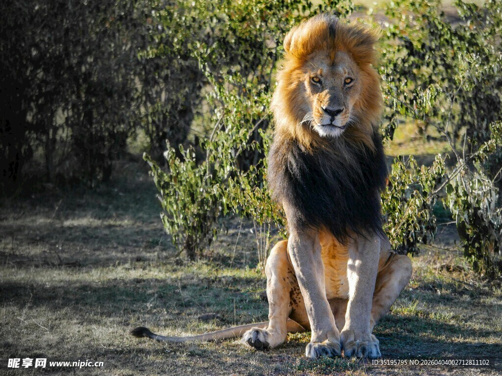草原雄狮尽显王者风范