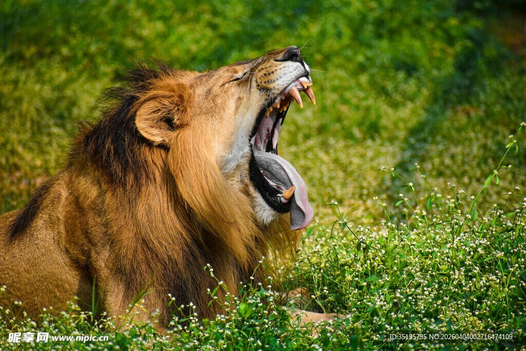 草原雄狮张嘴咆哮瞬间