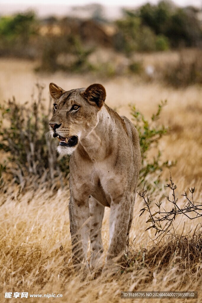 草原上行走的母狮