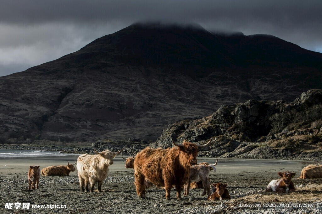 山间牛群漫步的自然景象