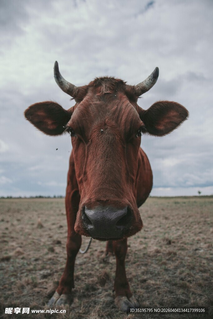 旷野中的红角牛