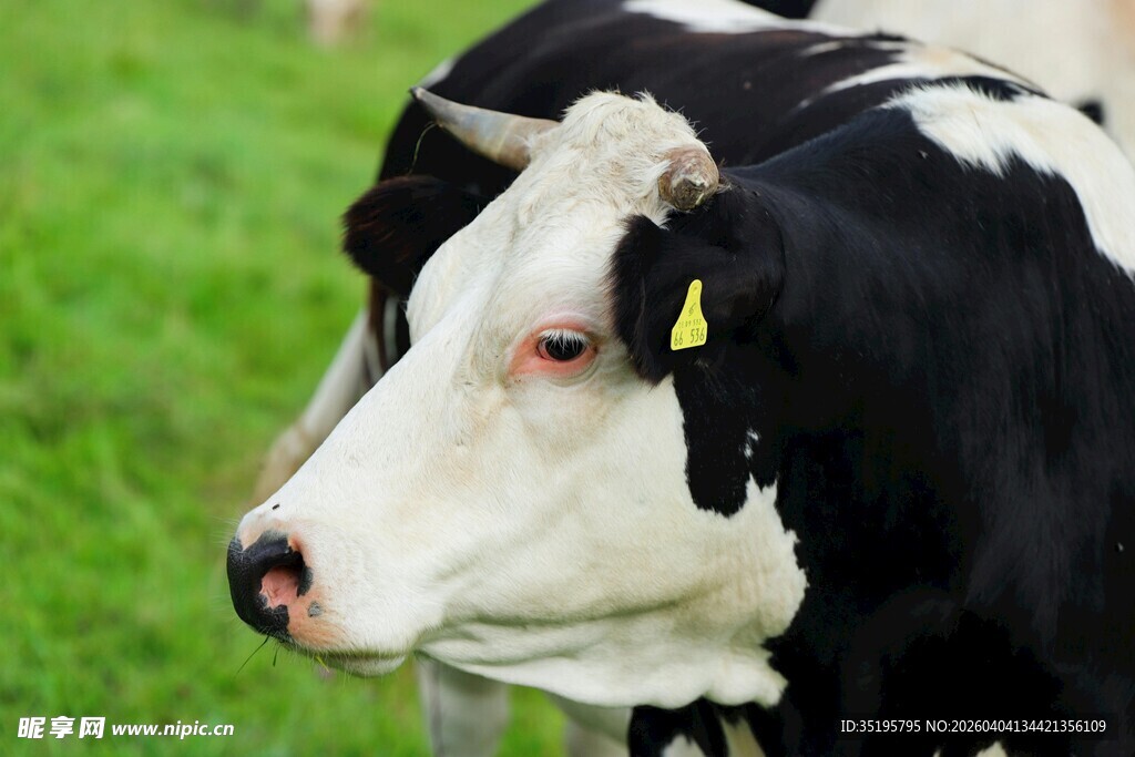 黑白花奶牛特写