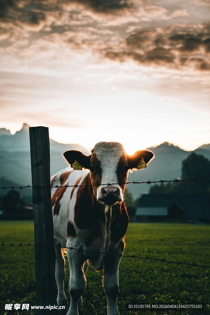 田园中可爱的奶牛