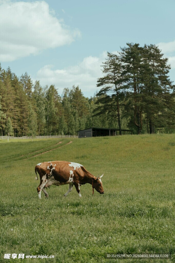 草原上悠闲吃草的奶牛
