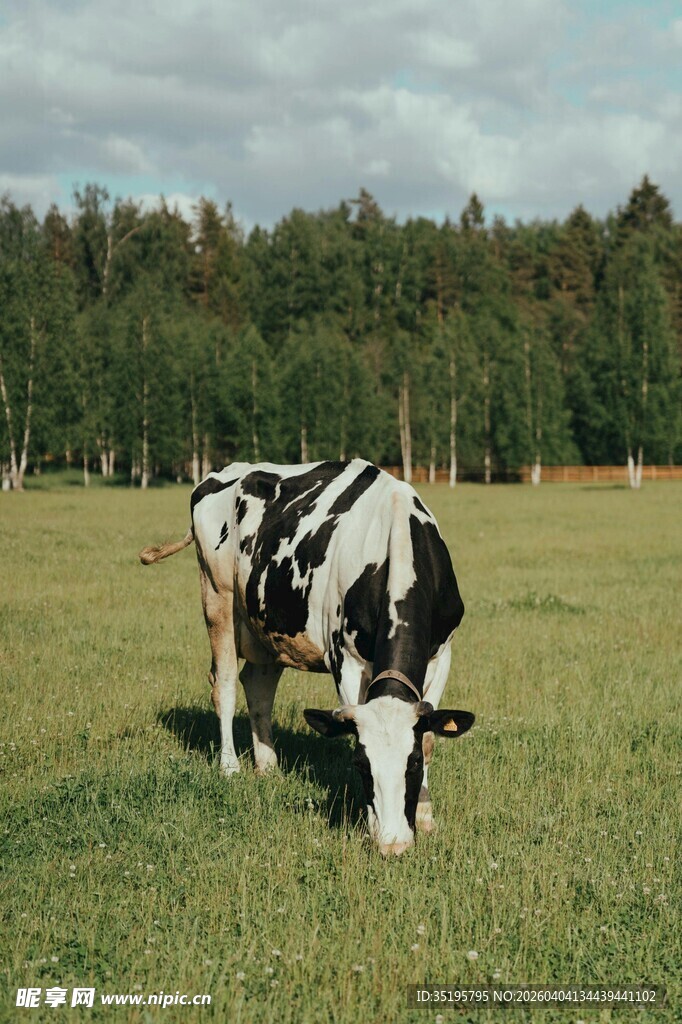 草原上低头吃草的黑白花牛
