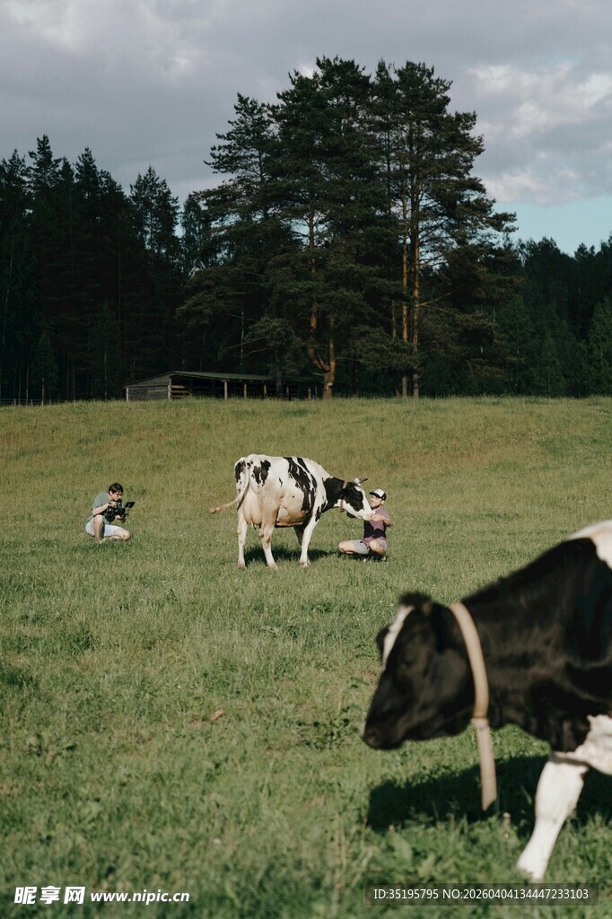 草原上悠闲的几头奶牛
