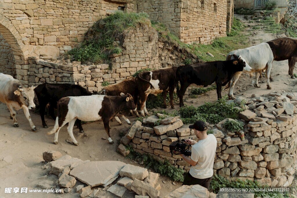 乡村小道上的牛群