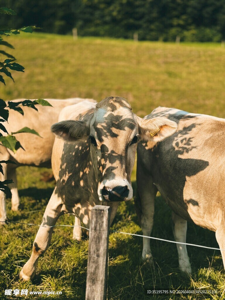 围栏边的奶牛