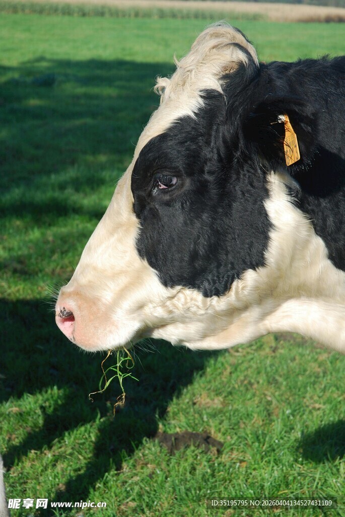 黑白花奶牛特写