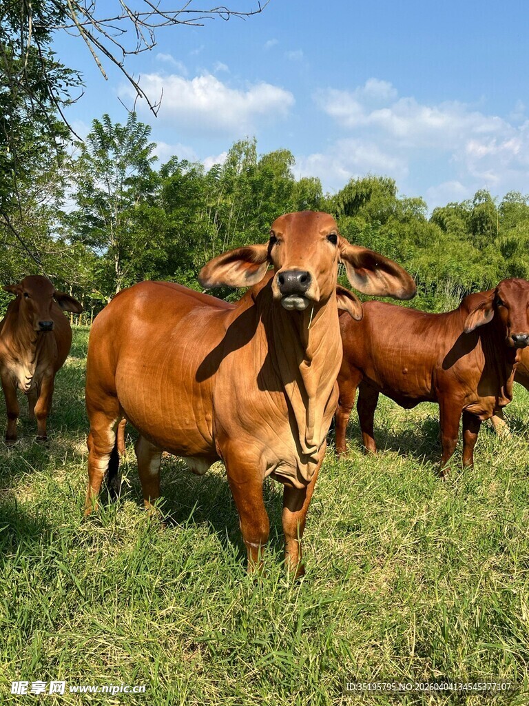 牧场上的棕色牛群
