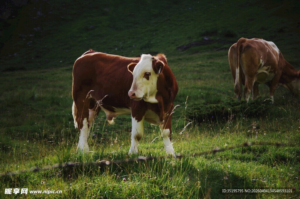 草地上的两头牛