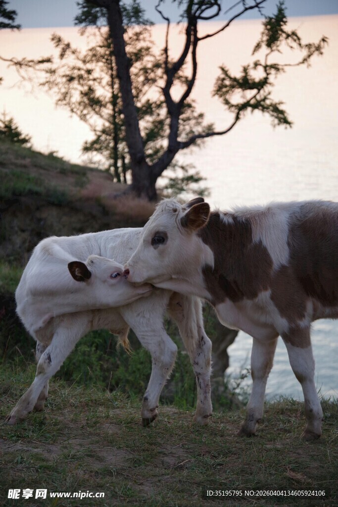 夕阳下亲昵的两头小牛
