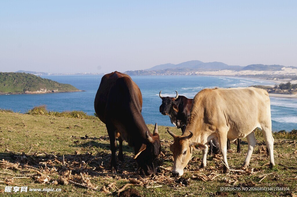湖畔吃草的两头牛