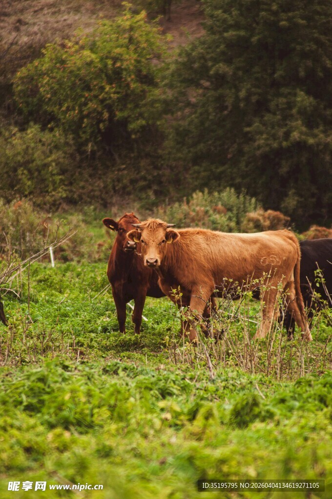 田野中的几头健壮耕牛
