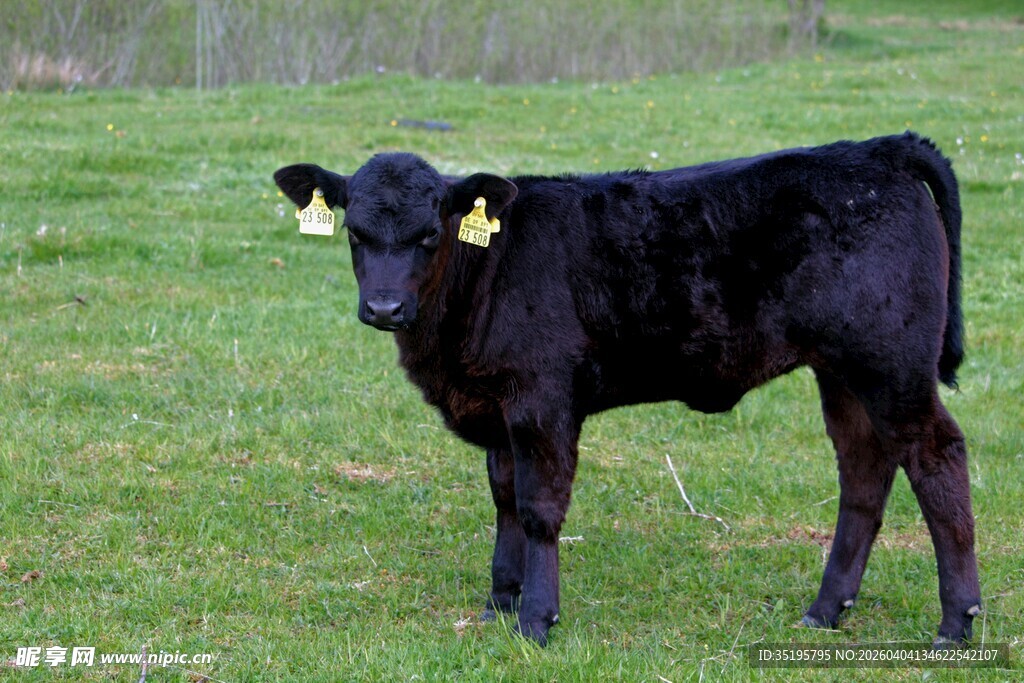 黑色小牛站立于绿草地