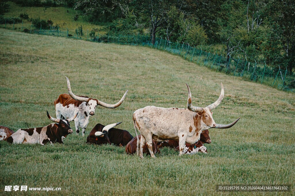 草原上的长角牛群