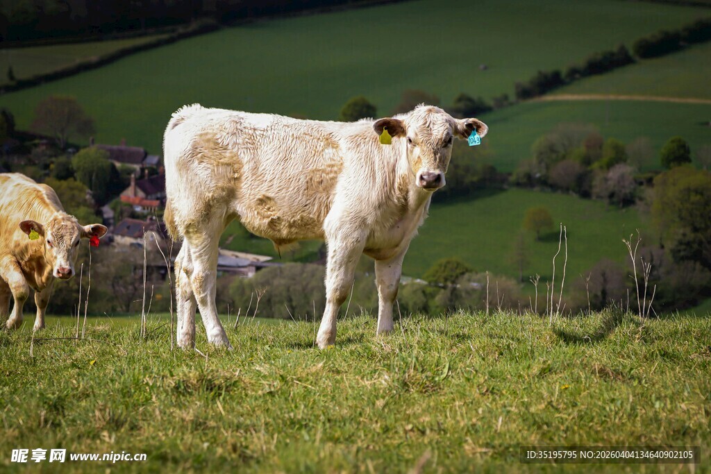 田园中的白色奶牛